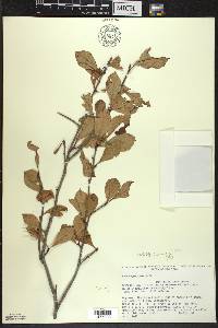 Crataegus punctata image