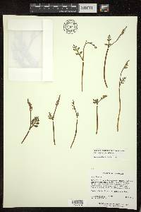 Botrychium matricariifolium image