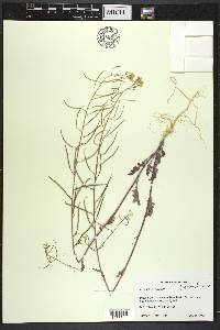 Erucastrum gallicum image