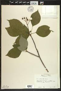 Cornus alternifolia image