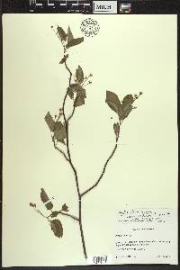 Amelanchier laevis image