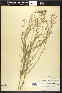 Camelina microcarpa image