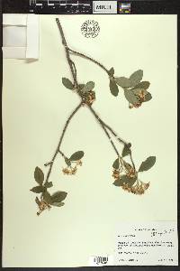 Aronia × prunifolia image