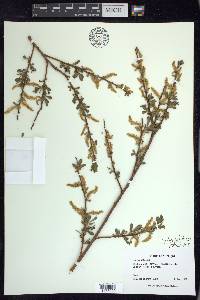 Salix petiolaris image