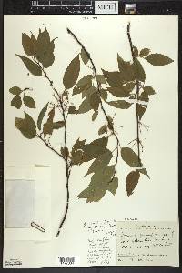 Prunus pensylvanica image