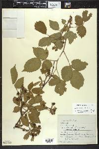 Rubus pennus image