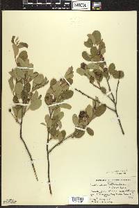 Amelanchier spicata image