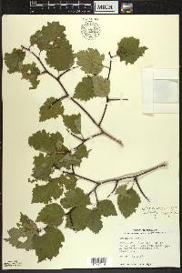 Crataegus chrysocarpa image