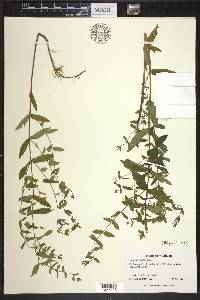 Scutellaria galericulata image