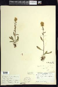 Solidago hispida image