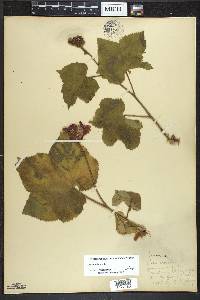 Rubus odoratus image