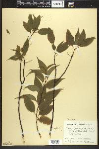 Prunus pensylvanica image