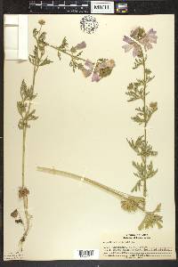 Malva moschata image