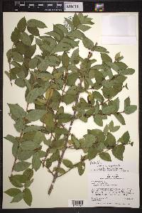 Lonicera morrowii image