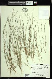 Aristida basiramea image