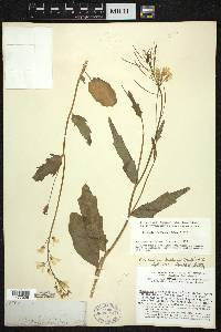 Cardamine bulbosa image