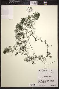 Bidens beckii image