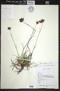 Dianthus carthusianorum image