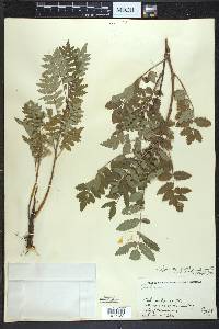 Sorbus aucuparia image