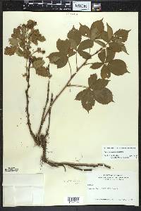 Rubus semisetosus image