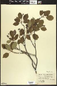 Amelanchier bartramiana image