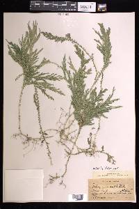 Selaginella arthritica image