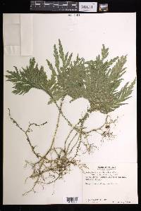 Selaginella arthritica image