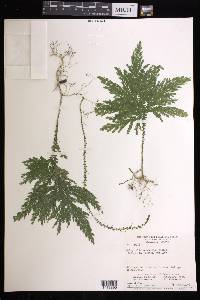 Selaginella arthritica image