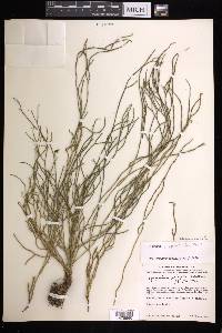 Phlegmariurus filiformis image