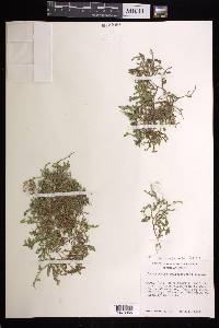 Selaginella delicatissima image