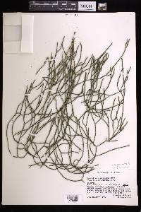 Phlegmariurus filiformis image