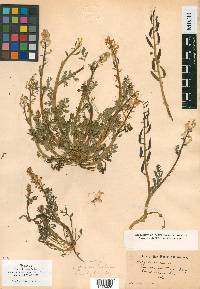 Corydalis aurea image