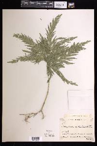 Selaginella arthritica image