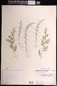 Selaginella pallescens image