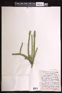 Lycopodiella alopecuroides image