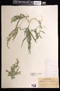 Selaginella arthritica image