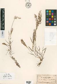 Eragrostis amabilis image