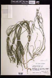 Phlegmariurus filiformis image