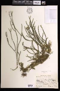 Phlegmariurus filiformis image