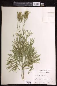 Diphasiastrum thyoides image