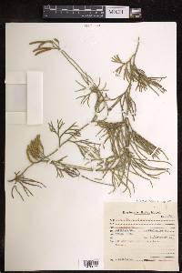 Diphasiastrum thyoides image