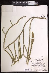 Lycopodiella alopecuroides image