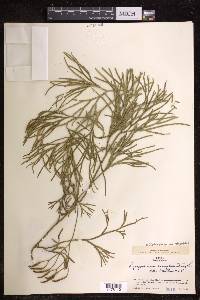 Diphasiastrum thyoides image