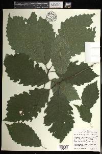 Image Associated With the Occurence