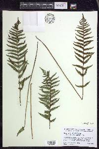 Thelypteris palustris var. pubescens image