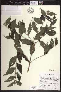 Lithospermum latifolium image