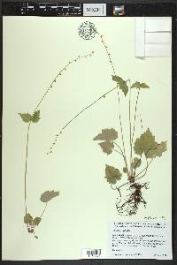 Mitella diphylla image