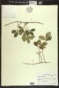 Gaultheria procumbens image