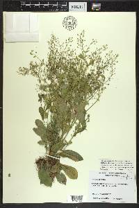 Samolus parviflorus image