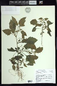 Solanum ptychanthum image